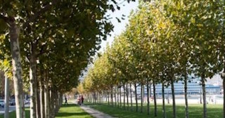 Профессиональная посадка деревьев и кустарников в Астрахани в октябре